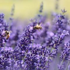 Honey and money: invention has beekeepers abuzz