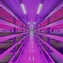 purple lit corridor of hydroponics plants